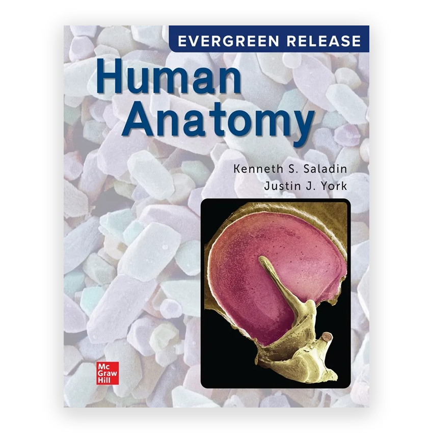 Human Anatomy 2024 Release 1st edition by Saladin